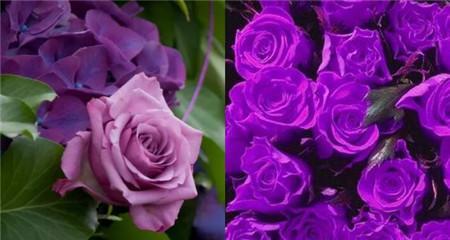 紫玫瑰的象征意义（解读紫玫瑰的深层寓意）