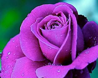紫玫瑰的花语和寓意——传递深情和神秘之美（紫玫瑰的秘密与魅力）