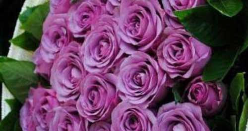 紫玫瑰的花语和寓意——传递深情和神秘之美（紫玫瑰的秘密与魅力）