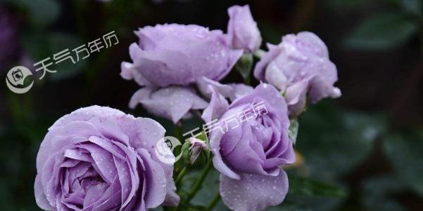 紫玫瑰的花语和寓意——传递深情和神秘之美（紫玫瑰的秘密与魅力）