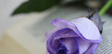 紫玫瑰花语与传说（寓意深远的紫玫瑰）