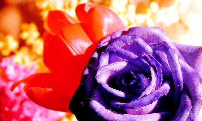 紫玫瑰花语与传说（寓意深远的紫玫瑰）