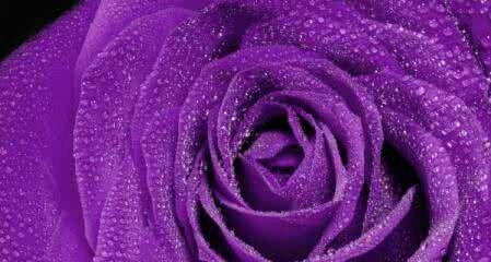 紫玫瑰花语的深意（解读紫玫瑰的浪漫与神秘）