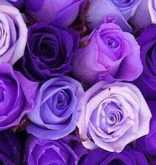 紫玫瑰的象征意义——神秘、独特与奢华（解读紫玫瑰的深意）