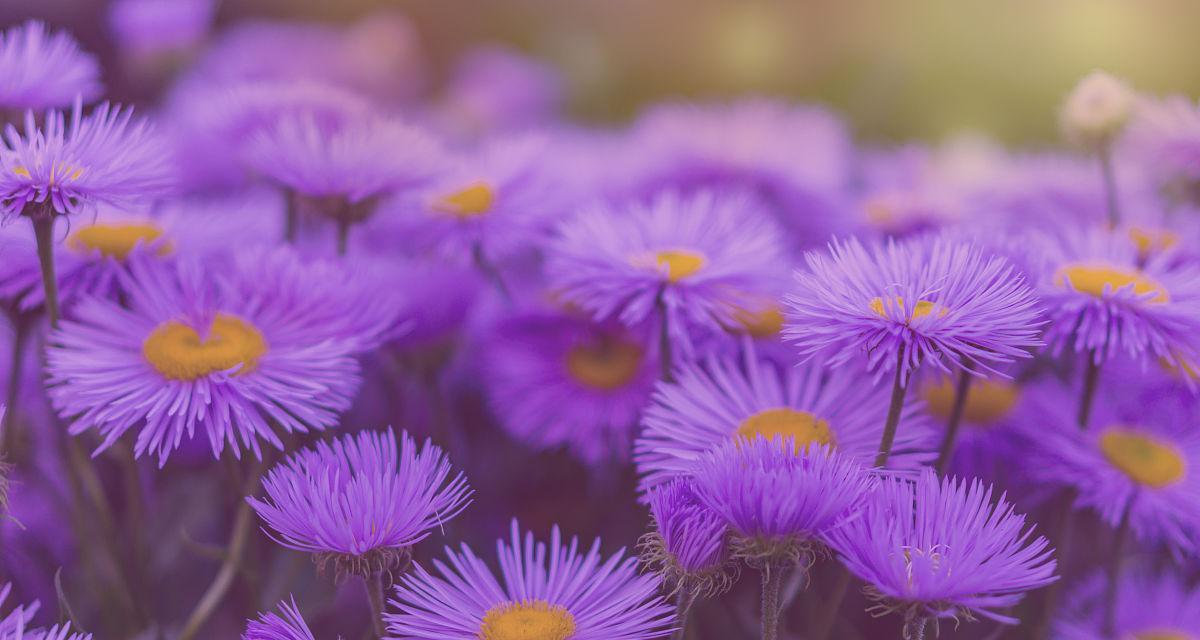 紫色雏菊的花语（探寻紫色雏菊所传递的心灵寓意）