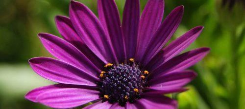 缤纷紫色花卉与花语（探寻紫色花朵的奇妙世界）