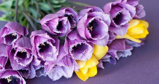 紫色的花语——寓意与象征的深意（紫色花朵的美丽绽放与内涵传达）