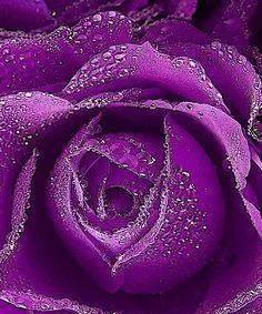 紫色玫瑰花的寓意（传递神秘）