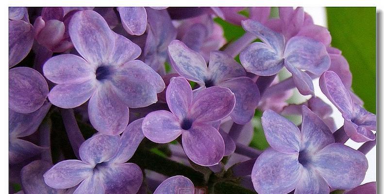 紫色丁香花语的魅力（探索花语的意义与传承）