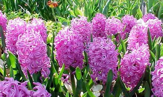 紫色风信子的花语及象征意义（探寻紫色风信子的神秘之花）