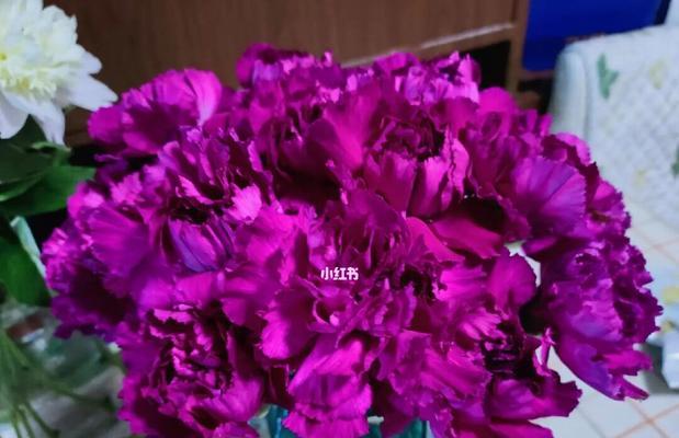 紫色康乃馨花语的深意（探寻康乃馨花束中的祝福与神秘）