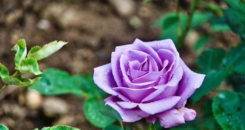 紫色玫瑰的花语和象征（探索紫色玫瑰的深层含义）