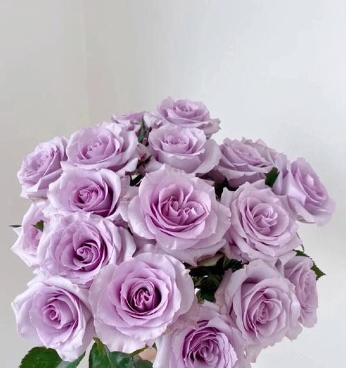 紫色玫瑰的花语和寓意（揭秘紫色玫瑰的神秘语言和象征意义）