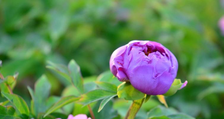紫色牡丹花的寓意与象征（揭开紫色牡丹花的神秘面纱）