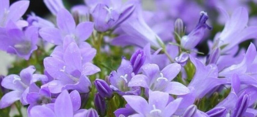 紫色矢车菊的花语与意义（揭示矢车菊的浪漫情感与内涵）