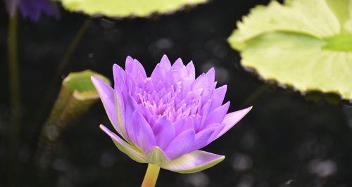 紫色睡莲的花语（探寻紫色睡莲背后的花语之谜）