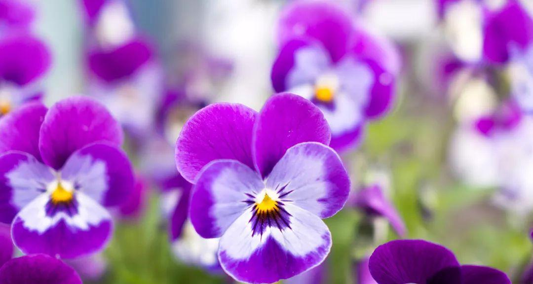紫色小雏菊的花语与寓意（揭开紫色小雏菊隐藏的秘密）