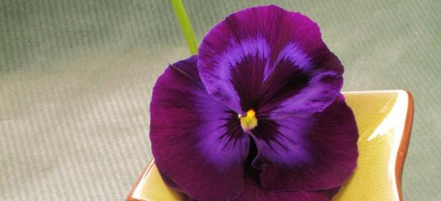 紫色玉兰花的寓意与象征（探秘紫色玉兰花的神秘面纱）