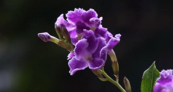紫罗兰花语（紫罗兰的花语及其象征意义）