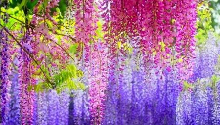 紫藤花（在风雨中奋勇前行）