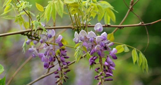 紫藤树的寓意与象征意义（美丽的紫藤树）