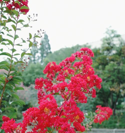 紫薇花（探寻紫薇花的象征意义与文化传承）