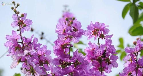 紫薇花（探寻紫薇花的象征意义与文化传承）