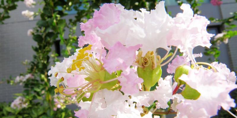 紫薇花的花语与意义（揭秘紫薇花的神秘语言）