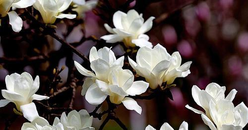 紫玉兰花的象征与寓意（探寻紫玉兰花所代表的美丽与坚韧）