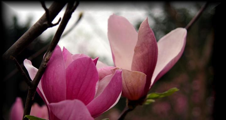 紫玉兰花语——寄托深情的花朵（传递永恒爱意的紫玉兰）