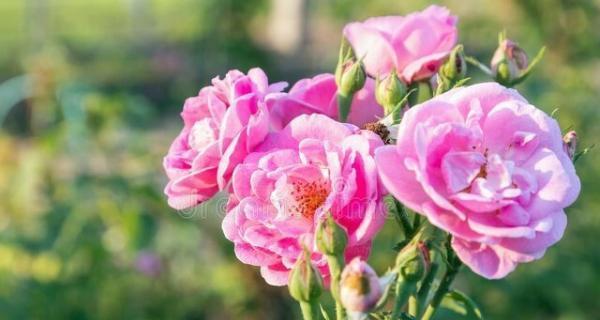 友情花的美丽代表（探寻友情花的多样魅力）