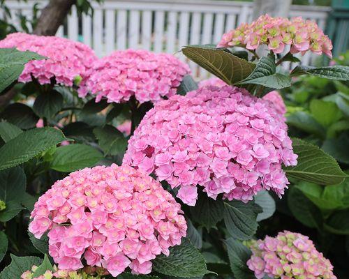 八仙花花语与花意（探秘八仙花的花语及其深远含义）