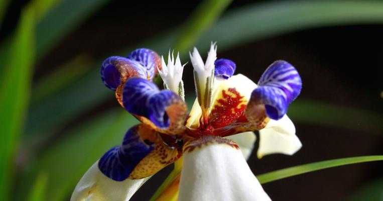 探寻以巴西美人铁的花语之美（探索这种独特植物所传递的情感与意义）