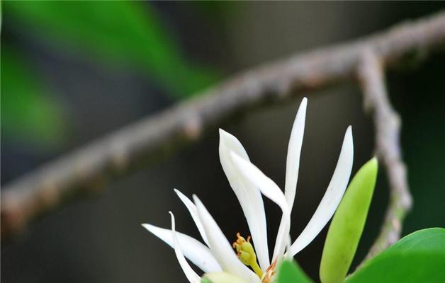 白兰花的花语与含义（探索白兰花代表的纯洁和美好）