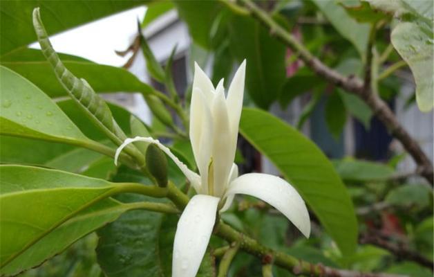 白兰花的花语与含义（探索白兰花代表的纯洁和美好）