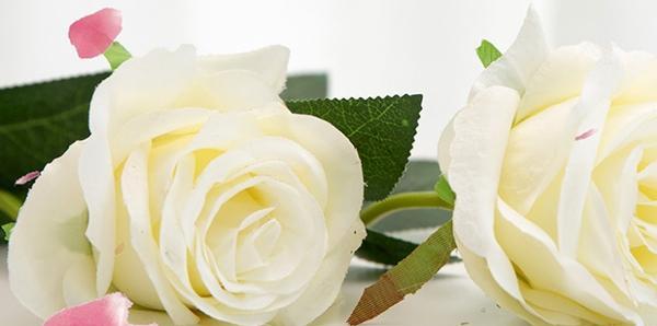 白玫瑰的花语及其美丽寓意（探寻白玫瑰的花语）
