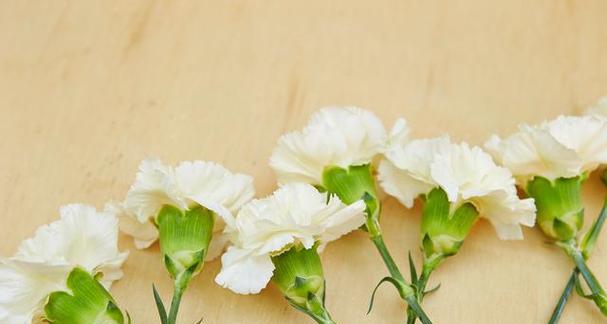 白色康乃馨的花语——纯洁与祝福（传递真挚情感的花海）