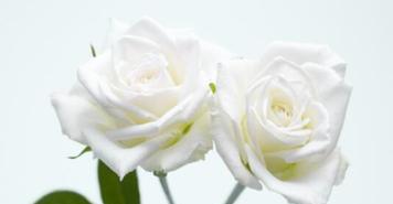 白色玫瑰的花语——纯洁与祝福（白色玫瑰的花语解读与应用）