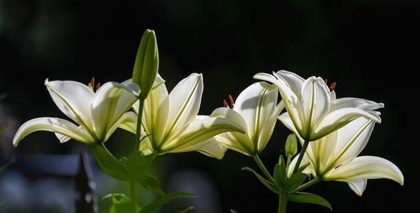 水百合花语及其寓意（清雅芳香中蕴含的深层情感）