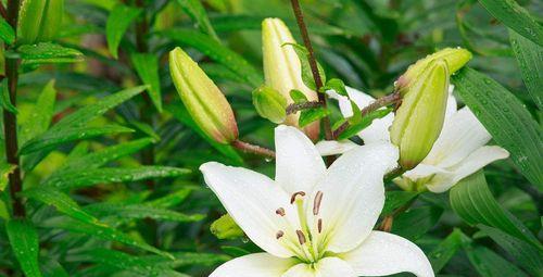 百合花语与爱情的象征（揭示百合花语中的情感密码）