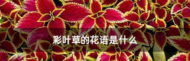 以彩叶草的花语（探索彩叶草的神秘语言）