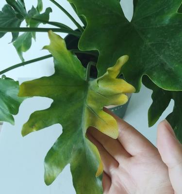 以春羽的花语及寓意——拥抱新生与希望（以春羽）