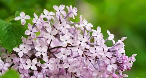 丁香花（探寻丁香花的花语与魅力）