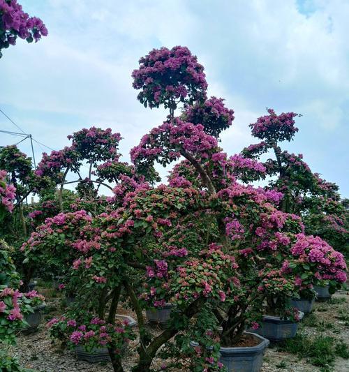 探究分枝点高度的意义（从植物生长角度解析分枝点高度的重要性）