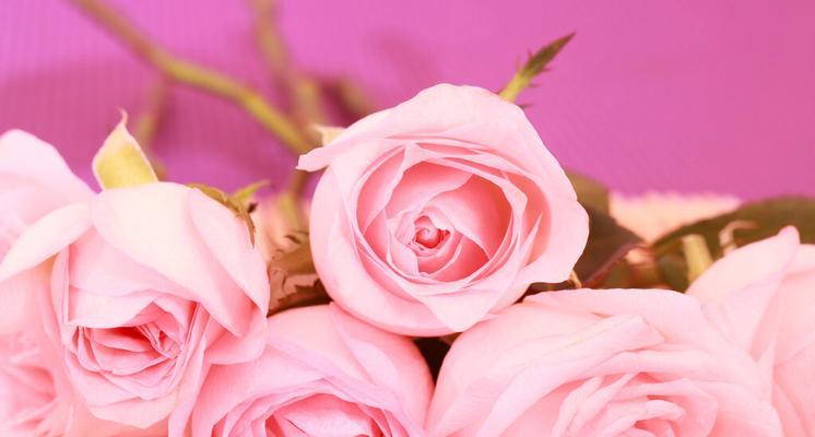 粉红色玫瑰的花语（探寻粉红色玫瑰的美丽和意义）