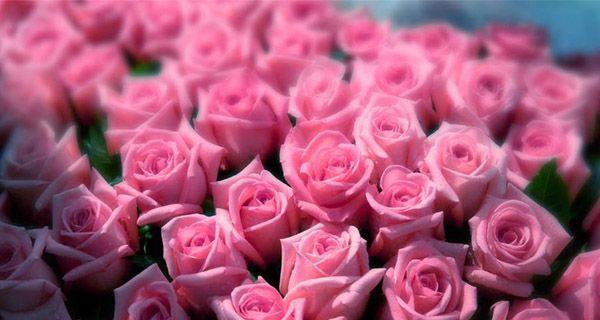 粉玫瑰的花语与意义（粉玫瑰花语的象征与传承）