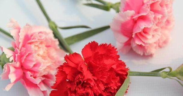 粉色康乃馨的花语（绽放爱与温柔的花朵）