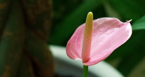 粉掌的花语与寓意（探索粉掌花的美丽含义）