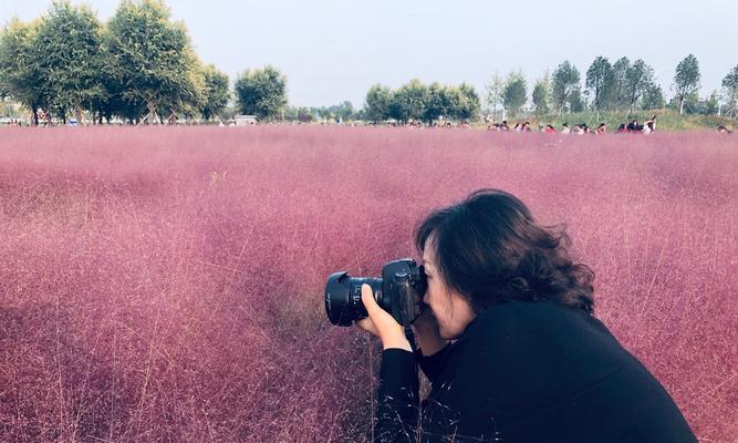 粉黛乱子草的花语与美丽传承（探寻粉黛乱子草背后的意义与价值）