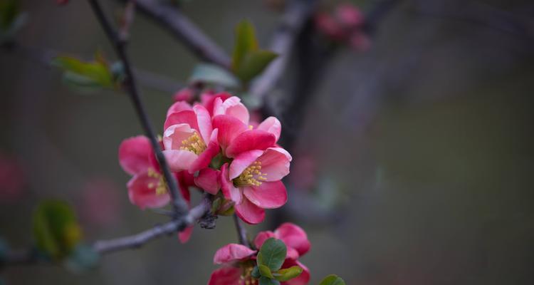 海棠的花语与意义（探寻海棠花背后的文化象征）